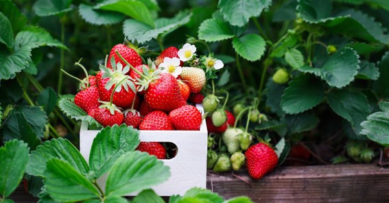How To Know If Strawberries Are Bad?