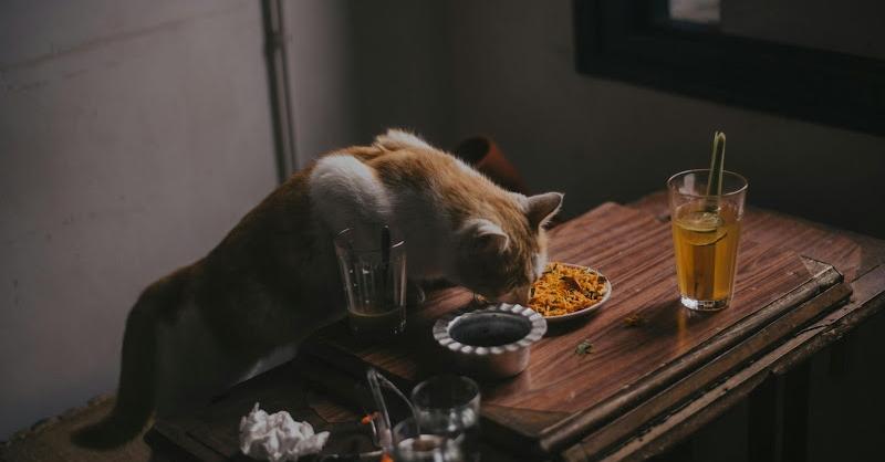 A Guide to Safe and Unsafe Foods for Your Furry Friends